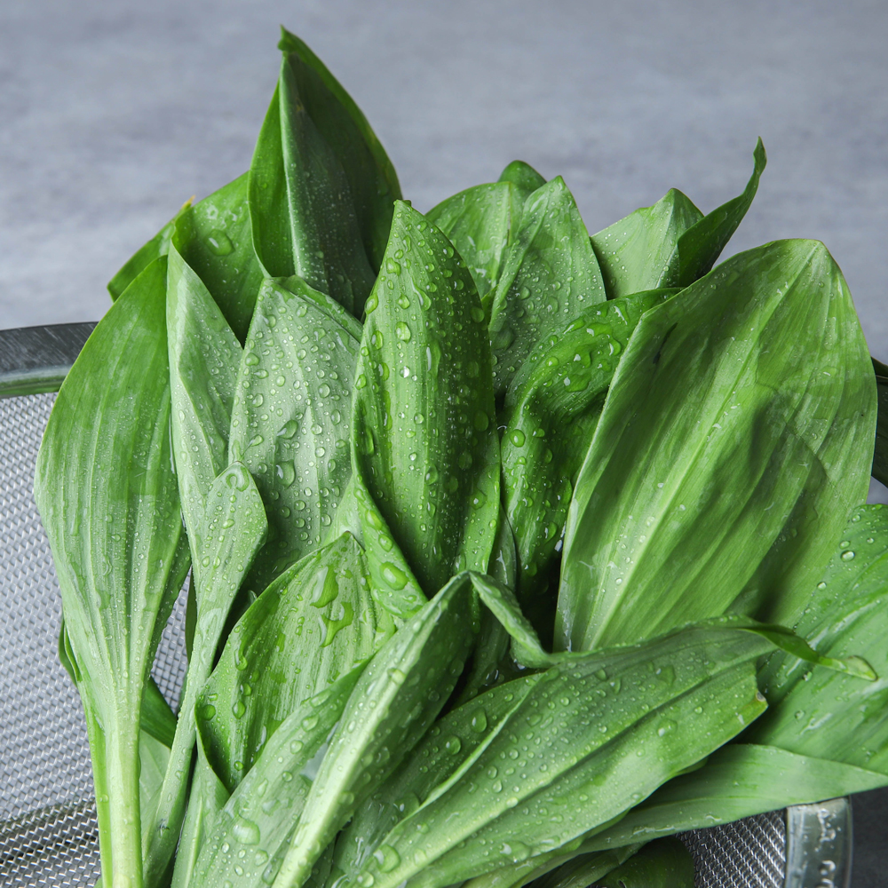 강원도 생 명이나물 산마늘 생명이나물 500g