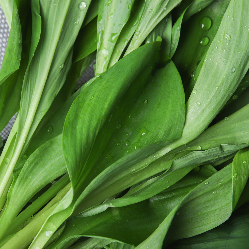 강원도 생 명이나물 산마늘 생명이나물 500g