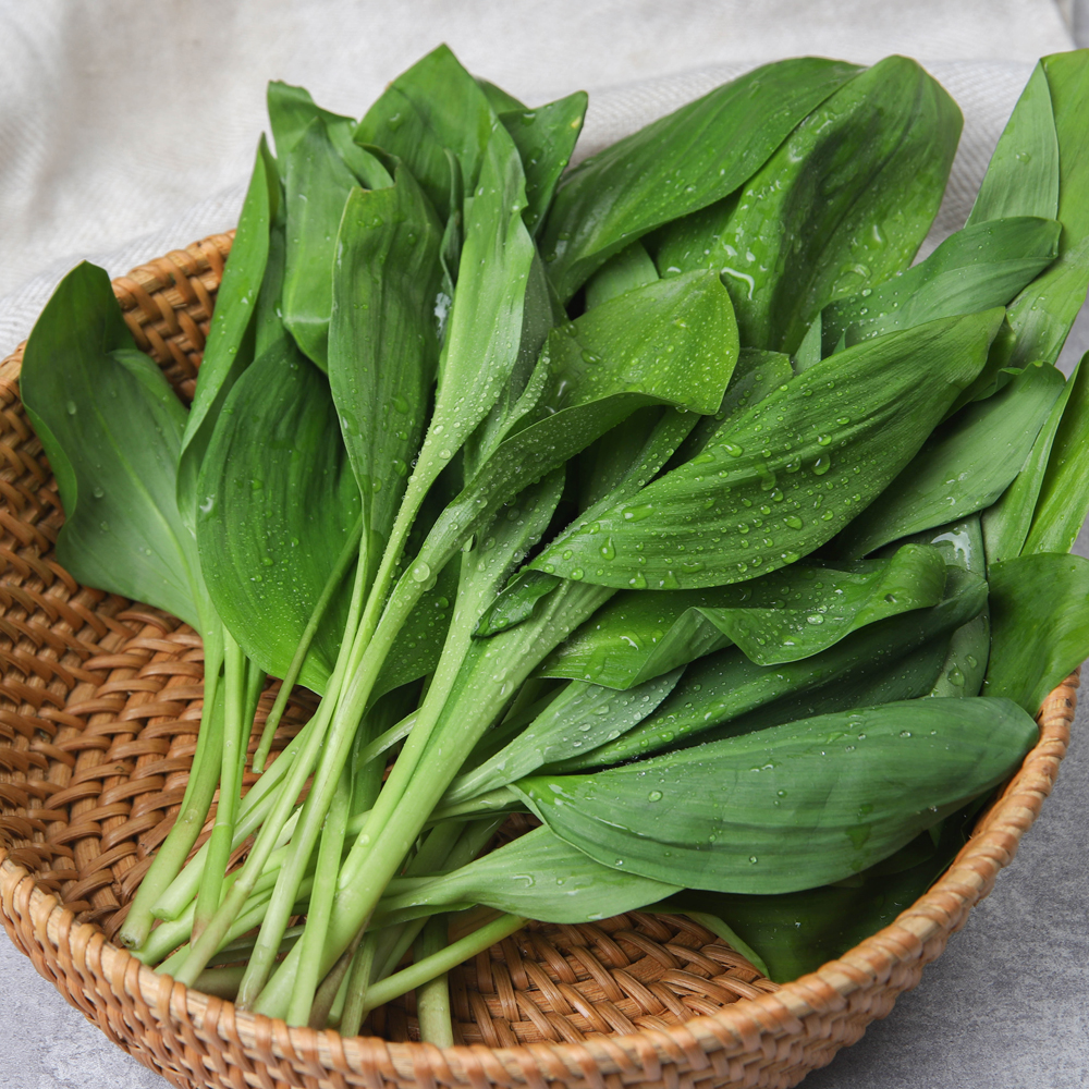 강원도 생 명이나물 산마늘 생명이나물 500g