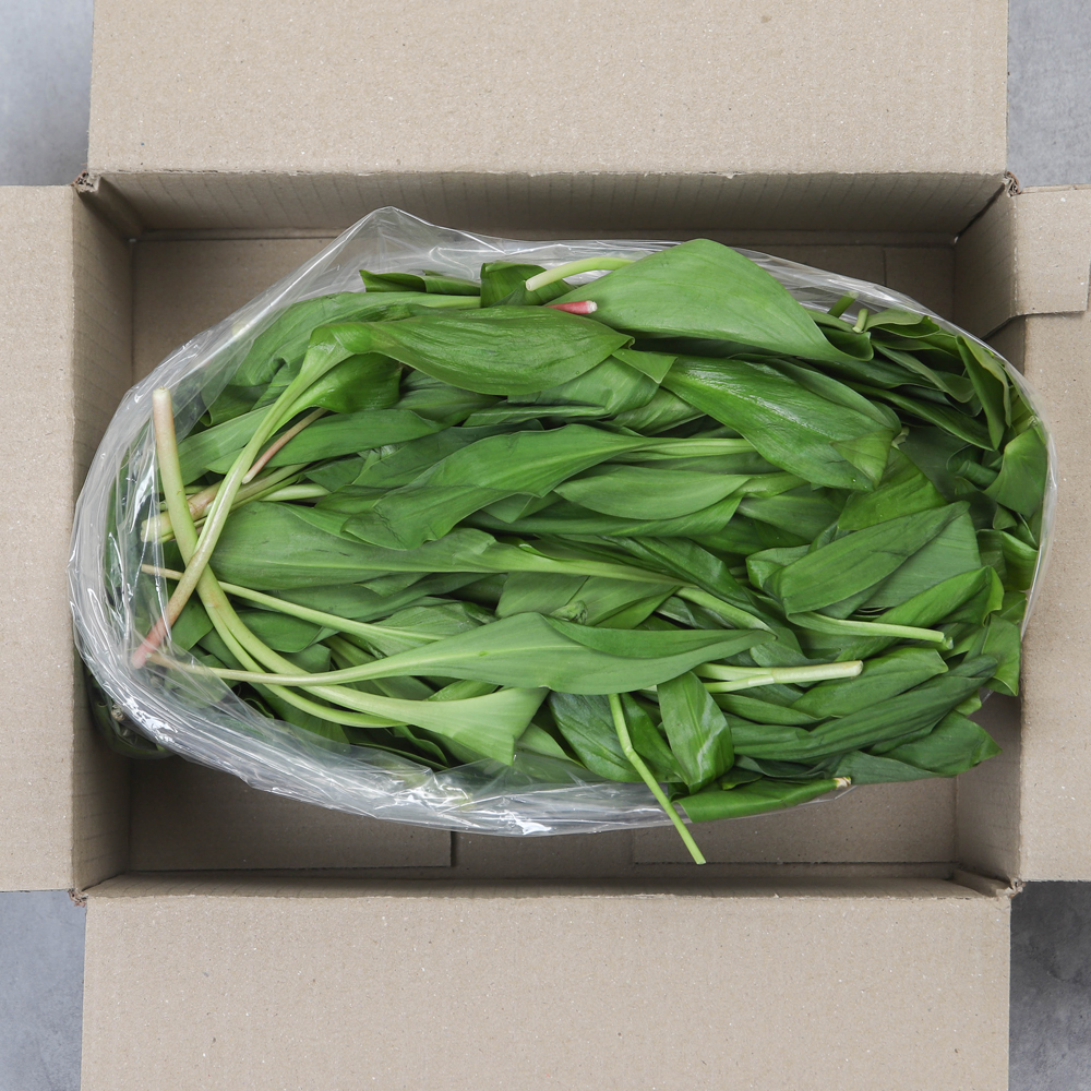 강원도 생 명이나물 산마늘 생명이나물 500g