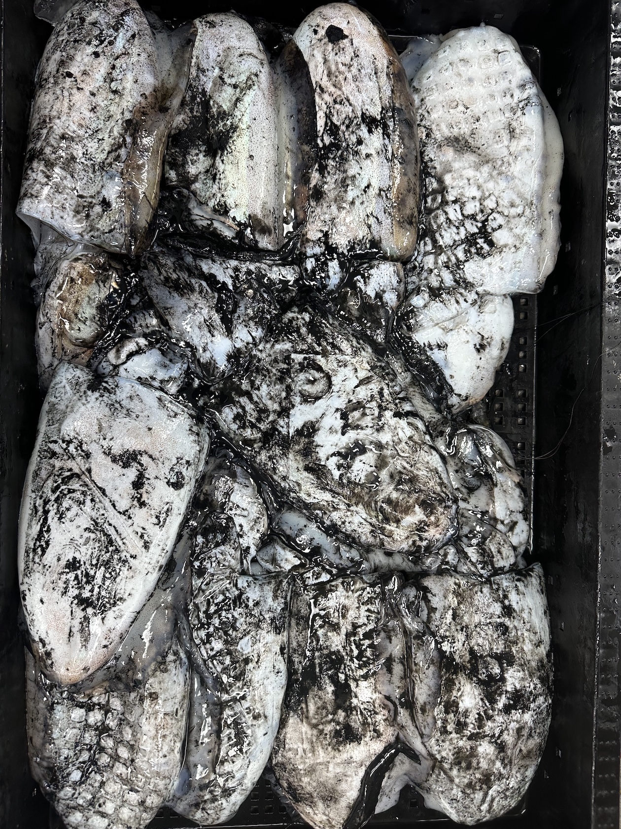 국내산 산지직송 서남해안 갑오징어 1kg내외