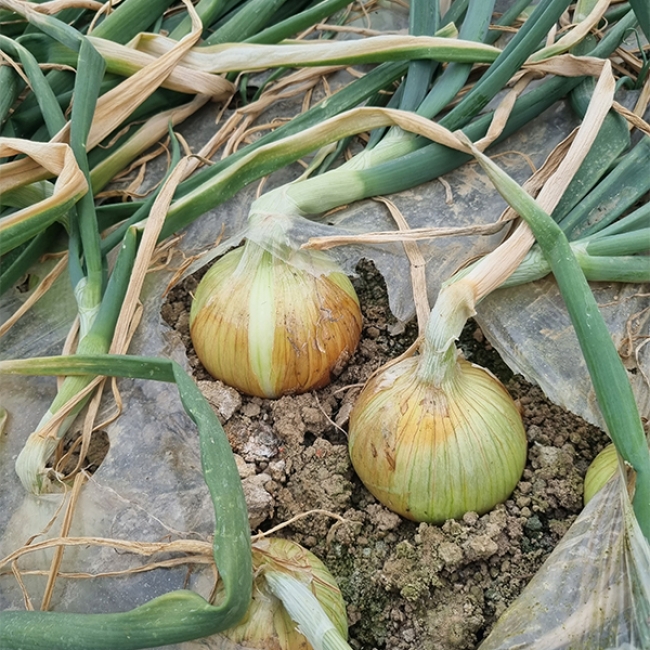 [오커최고] 양파 햇 하얀양파 2kg 3kg 5kg