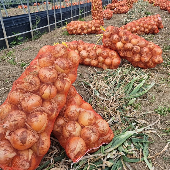 [오커최고] 양파 햇 하얀양파 2kg 3kg 5kg