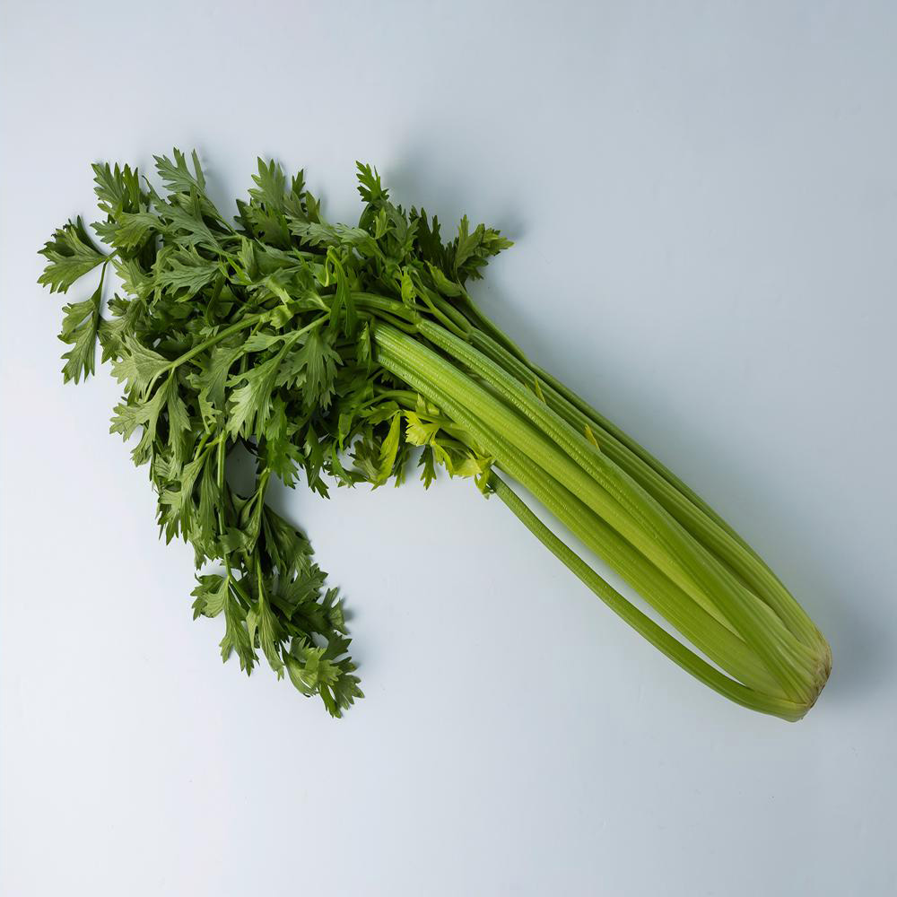 초록초록팜 신선 셀러리 2kg 외 아삭한 신선 채소 주스용 생즙 샐러드 당일수확 샐러리 산지직송 JW