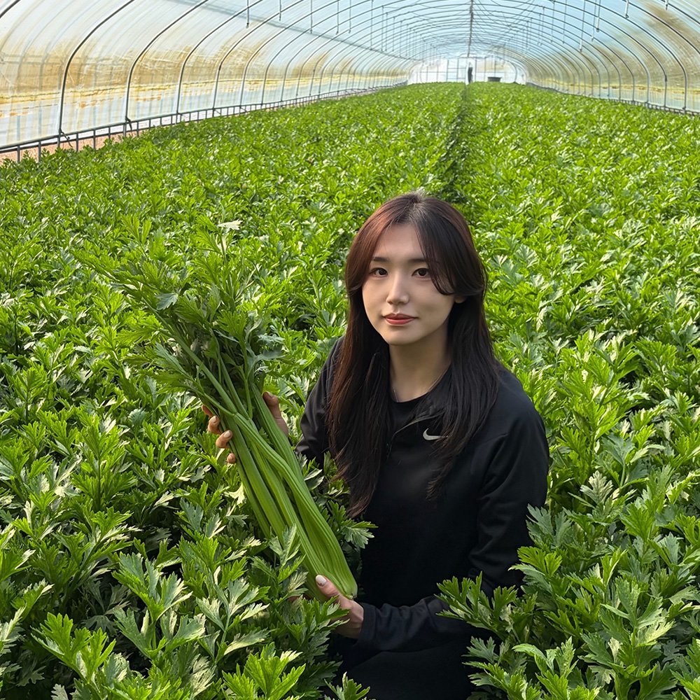 초록초록팜 신선 셀러리 2kg 외 아삭한 신선 채소 주스용 생즙 샐러드 당일수확 샐러리 산지직송 JW