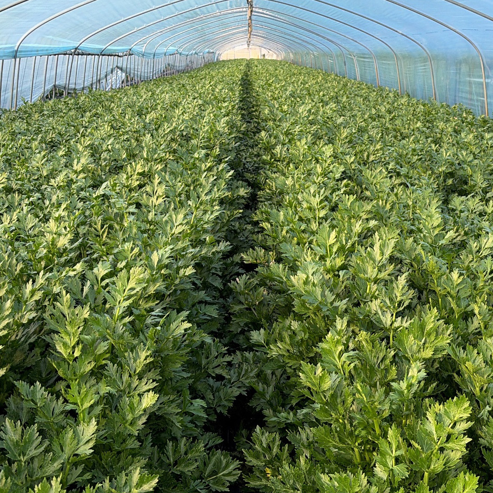 초록초록팜 신선 셀러리 2kg 외 아삭한 신선 채소 주스용 생즙 샐러드 당일수확 샐러리 산지직송 JW