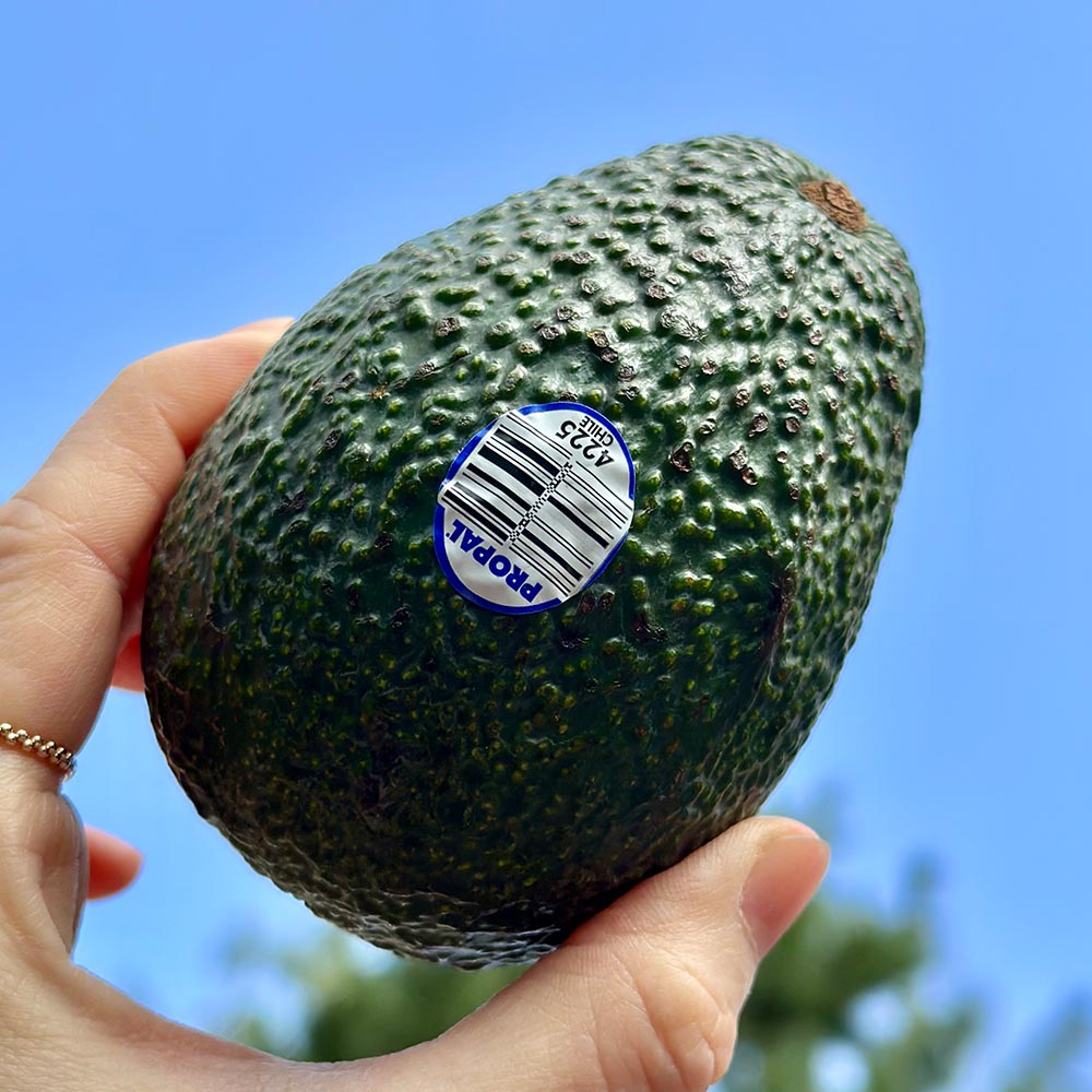 칠레 페루산 아보카도 중대과 5과 10과