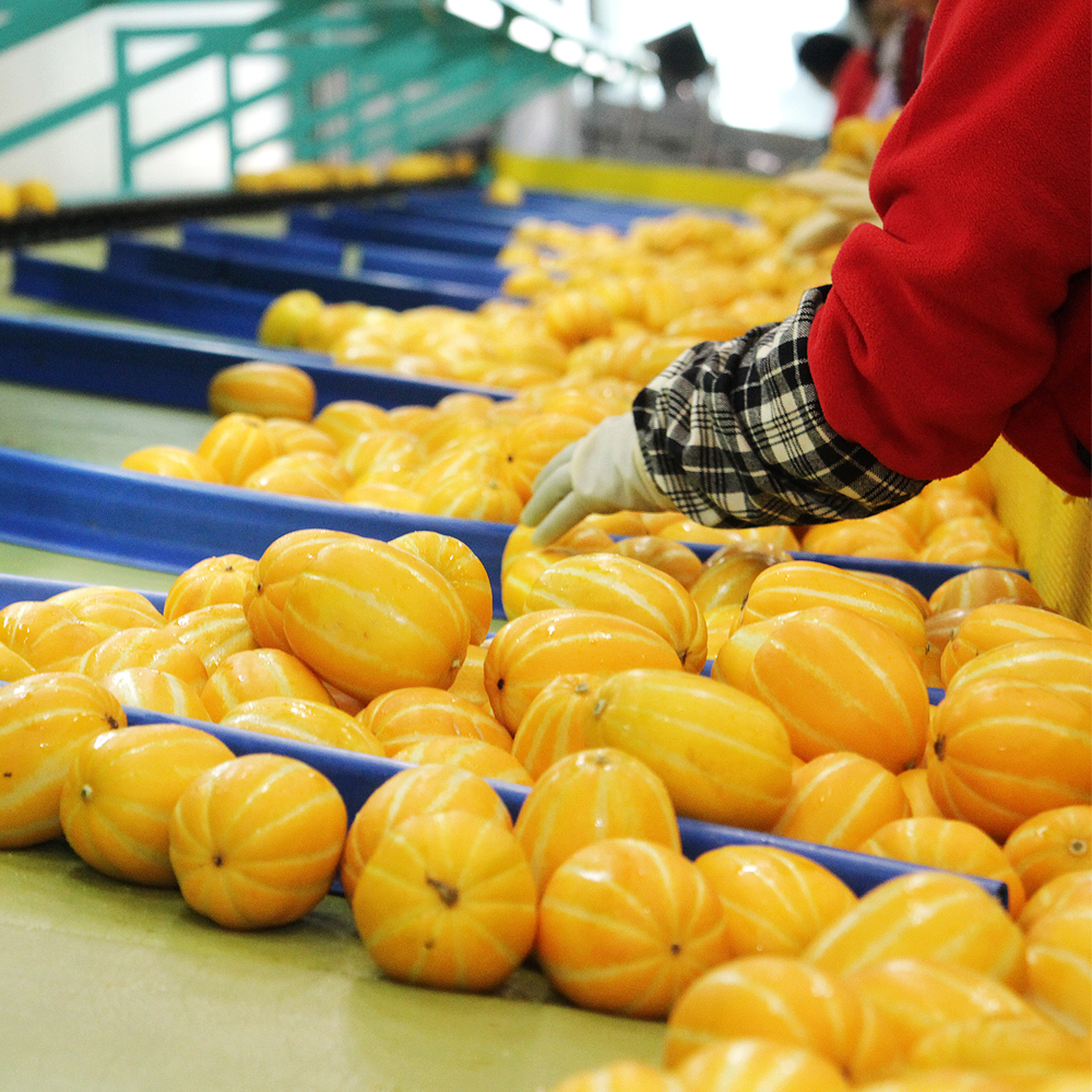 농가 출고 성주 꿀 참외 5kg
