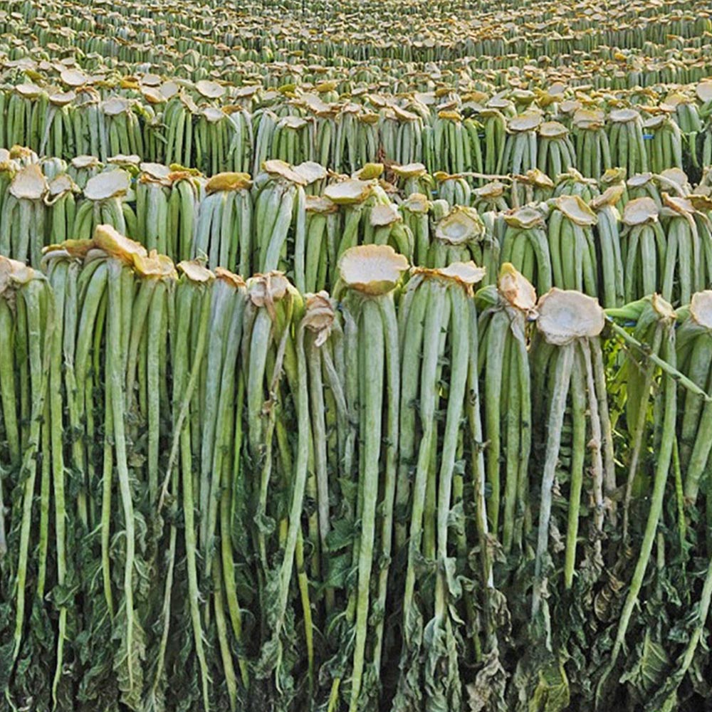 국내산 산청 무청 건시레기 500g 1kg