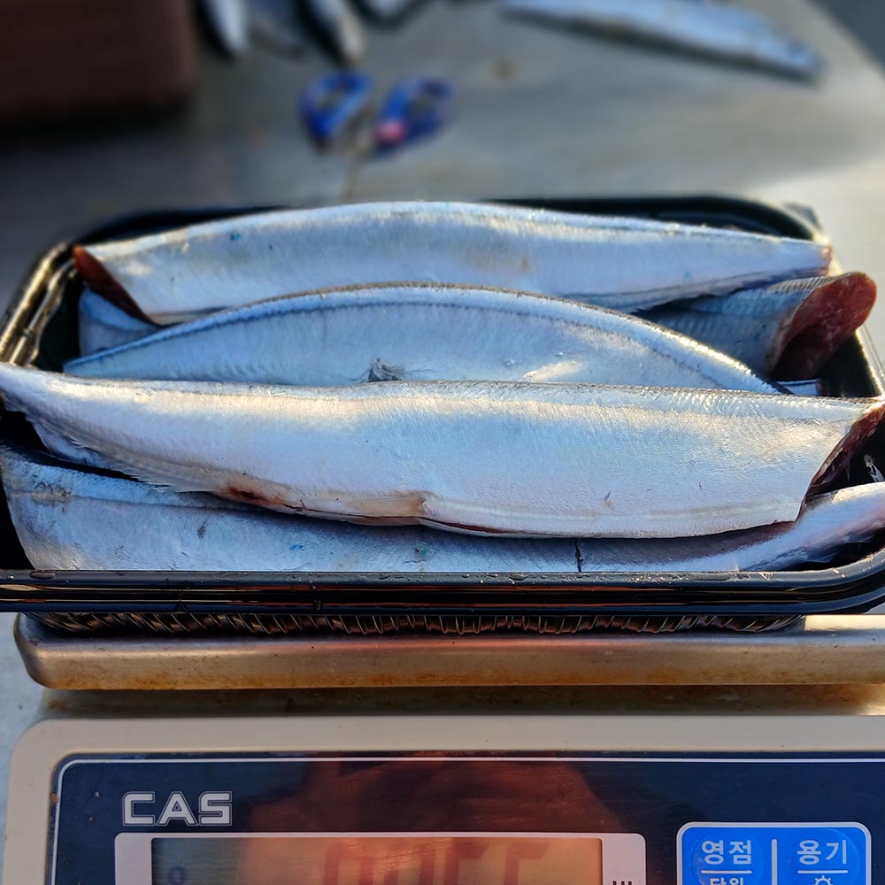 국내산 손질 꽁치 1kg 7미 내외 대표이미지 섬네일