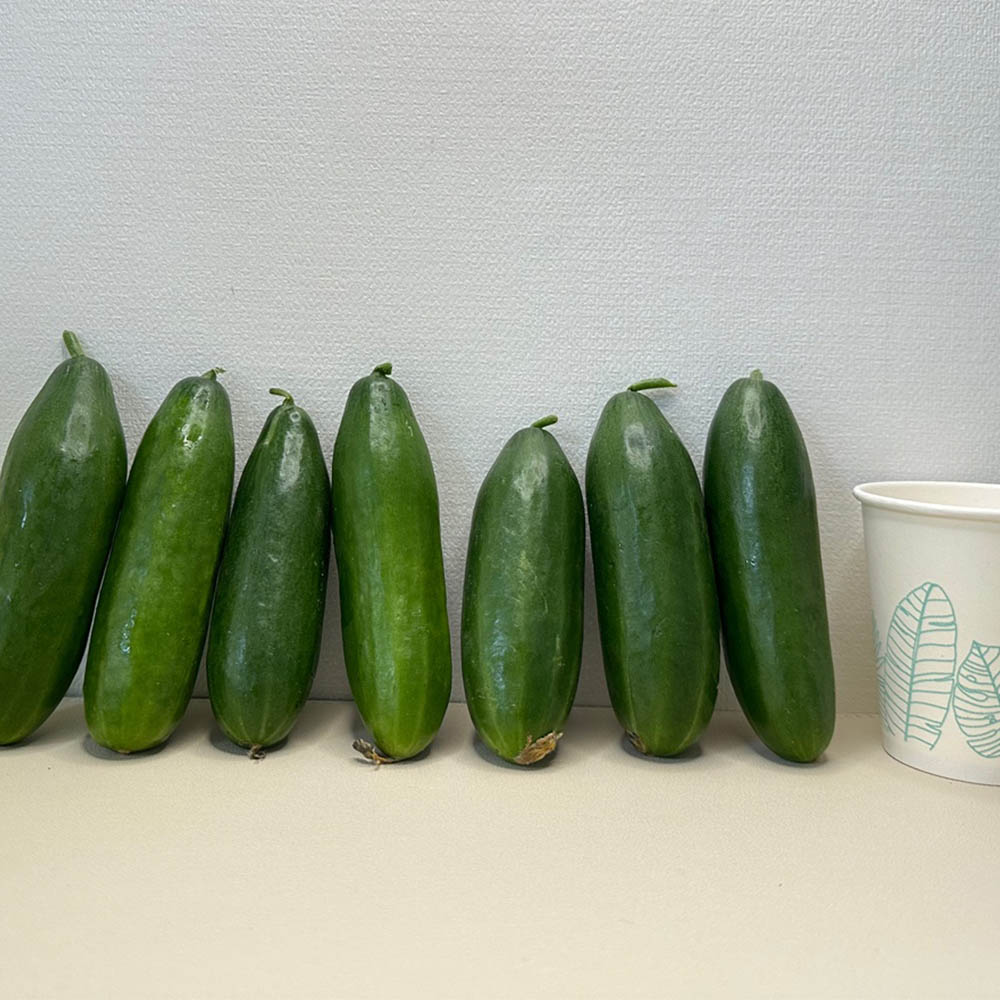 국내산 스낵 미니오이 1-5kg