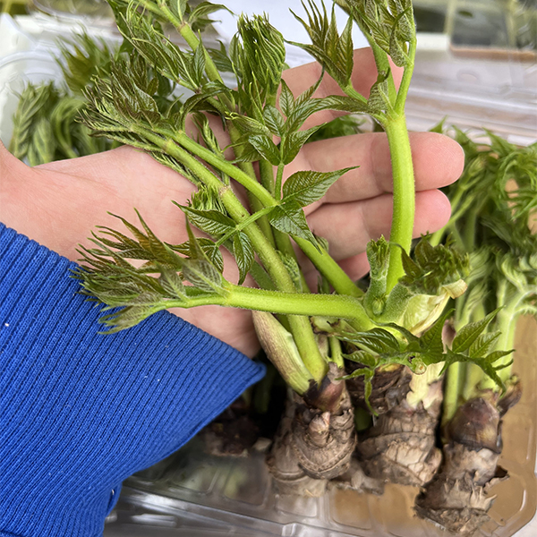 [오커늘푸] 봄기운 참두릅 향긋한 참두릅