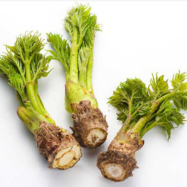 [오커늘푸] 봄기운 참두릅 향긋한 참두릅