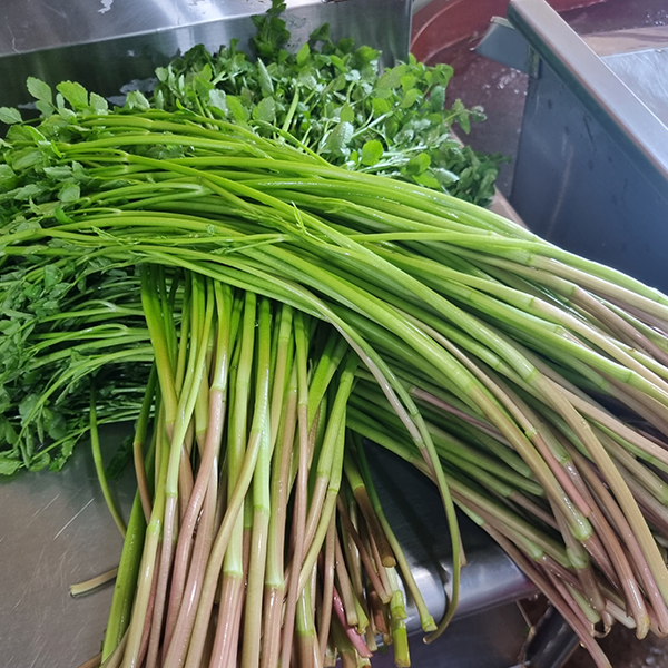 [오커최고] 무농약 미나리 한재 미나리 500g 1kg