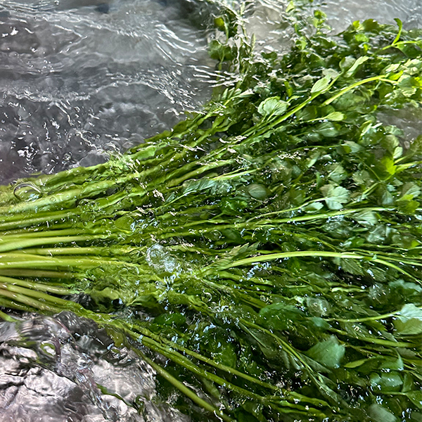 [오커최고] 무농약 미나리 한재 미나리 500g 1kg