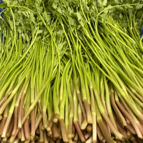 [오커최고] 무농약 미나리 한재 미나리 500g 1kg