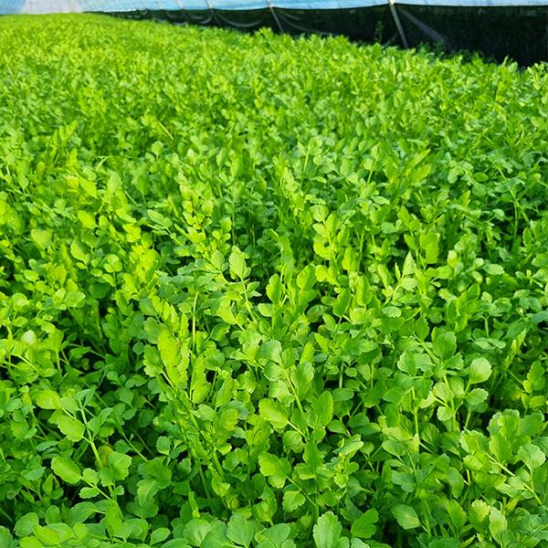 [오커최고] 무농약 미나리 한재 미나리 500g 1kg