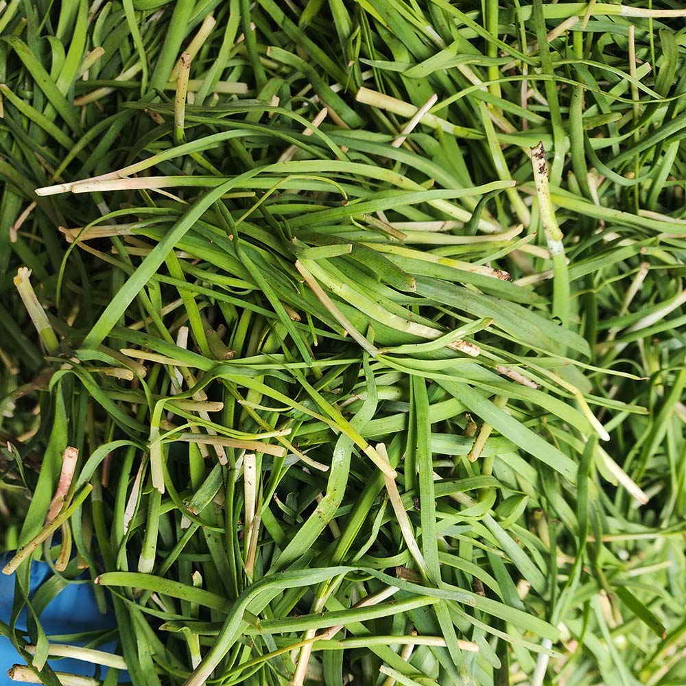 국내산 하우스 노지 부추 1-4kg