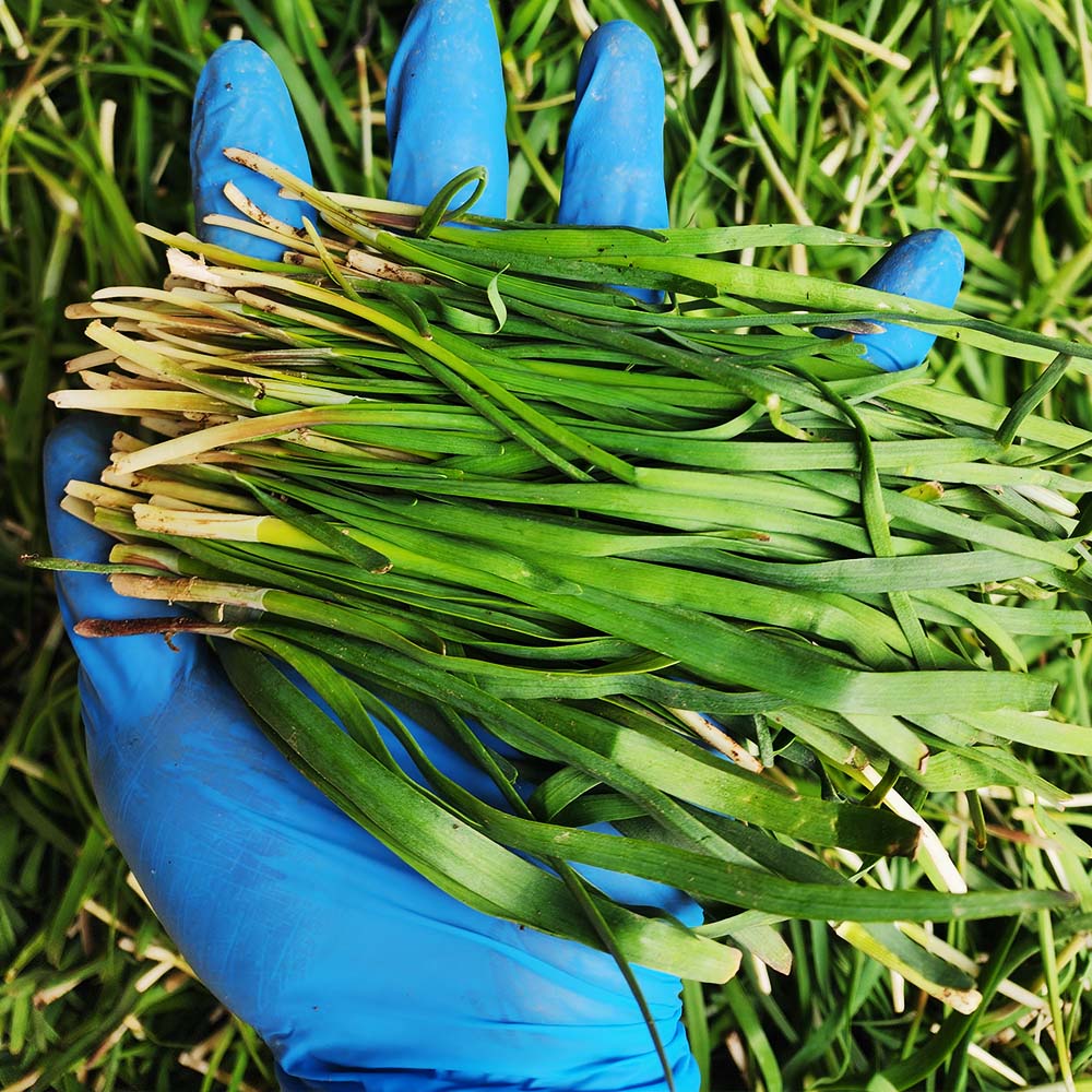 국내산 하우스 노지 부추 1-4kg