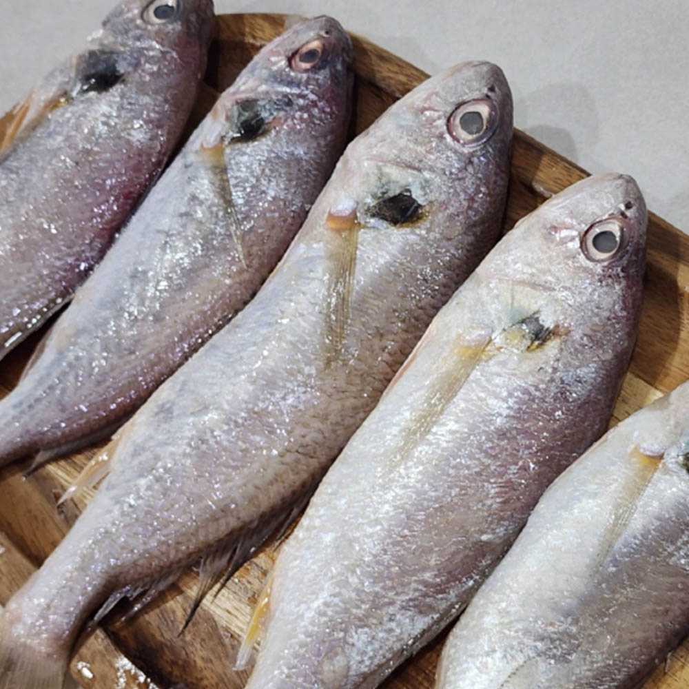 국내산 백조기 1-2kg 7-24미 내외