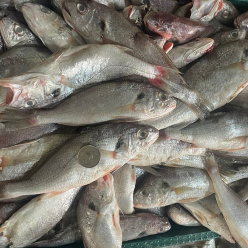국내산 백조기 1-2kg 7-24미 내외