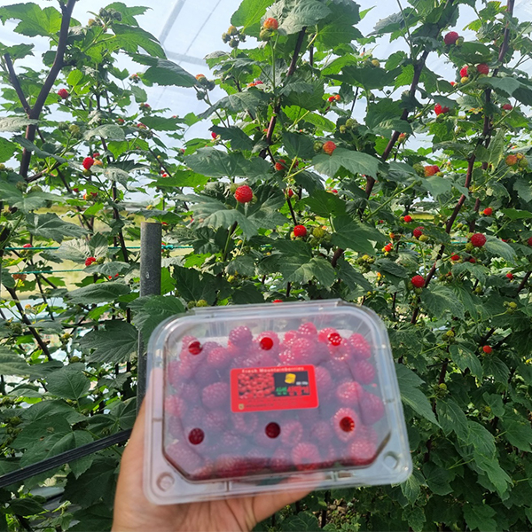 [오커최고] 톡톡 산딸기 생과 산딸기 250g
