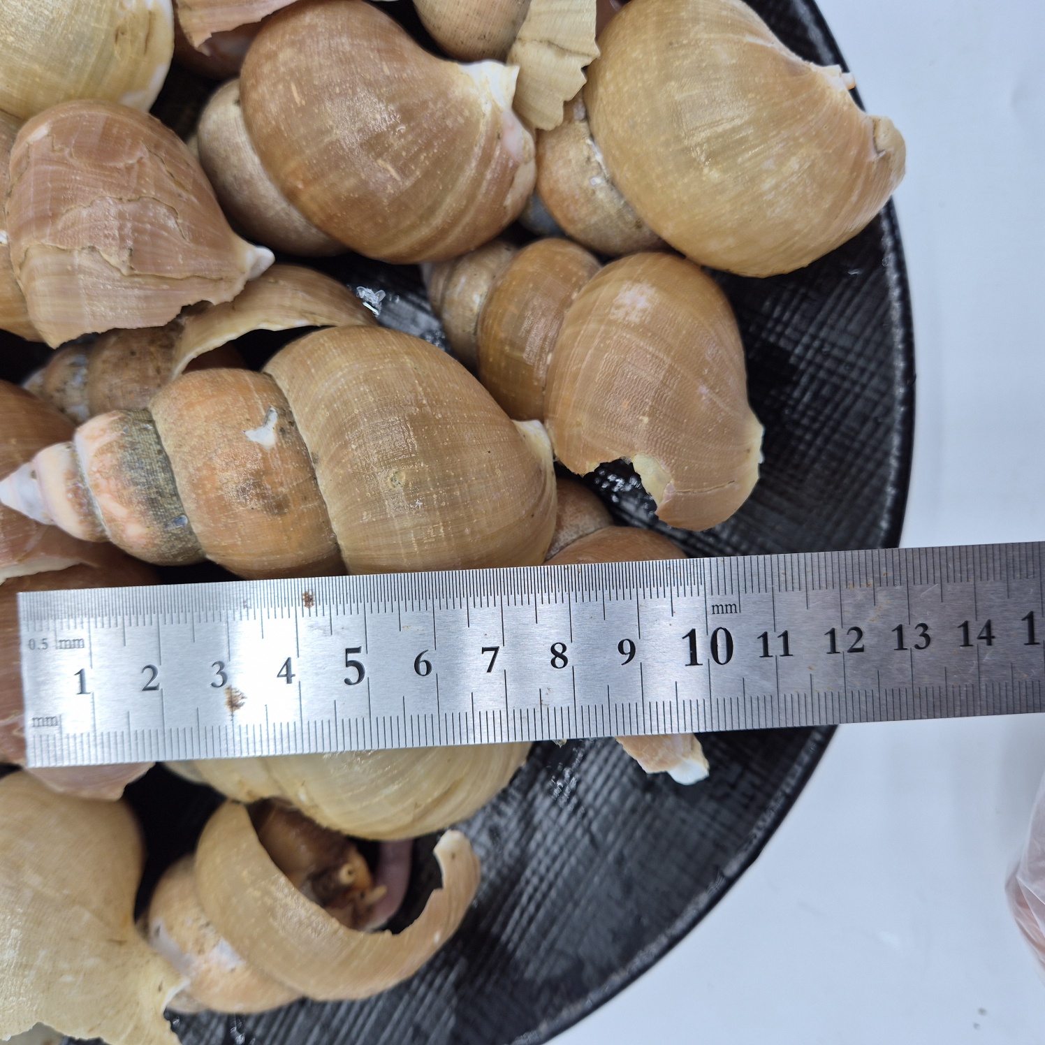 동해바다 활백고동 선도최상 급냉활백고동 2팩 1k600g(팩당800g)