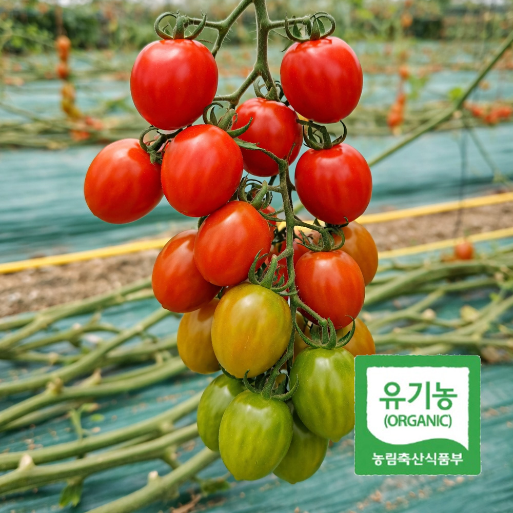 아침에 딴 신선한 유기농 방울 토마토 500g 당일수확 산지직송 프리미엄 KS