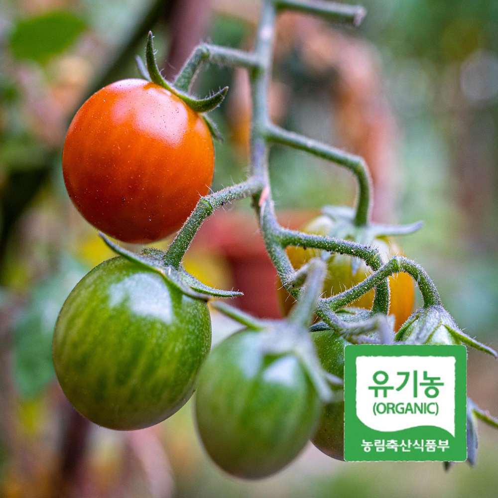 아침에 딴 신선한 유기농 방울 토마토 500g 당일수확 산지직송 프리미엄 KS