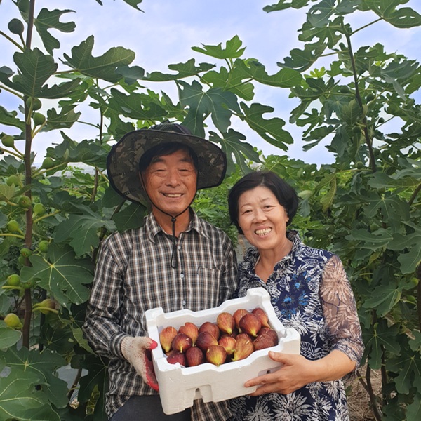 GAP 홍무화과/청무화과 말랭이 100g (1개) 봄봄농원