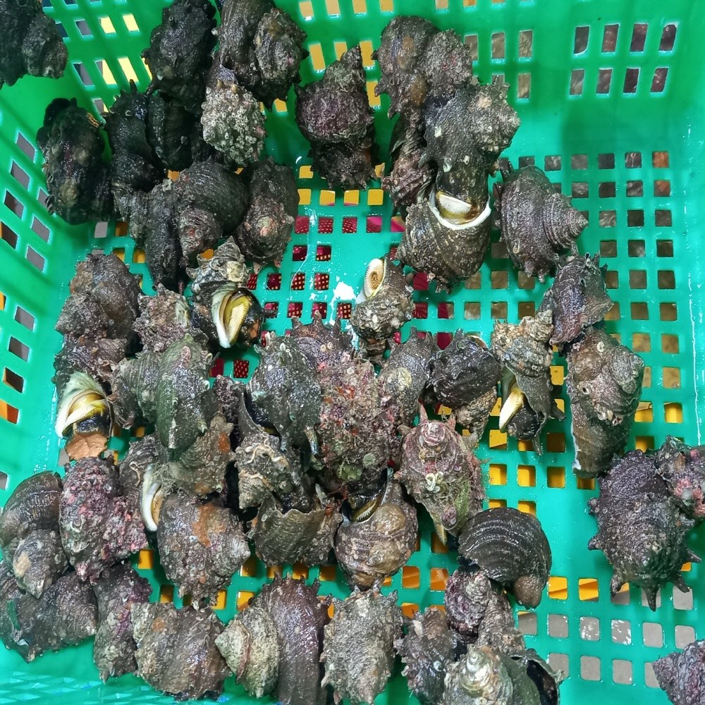 남해 통영 신선한 뿔소라 1kg
