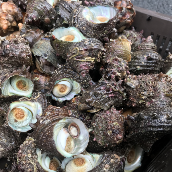 남해 통영 신선한 뿔소라 1kg 대표이미지 섬네일