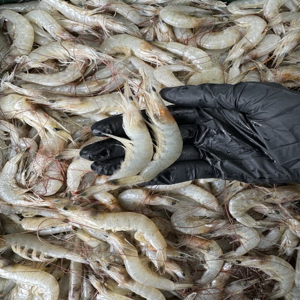 당일 급냉한 신선한 중하새우 1kg 110미 내외