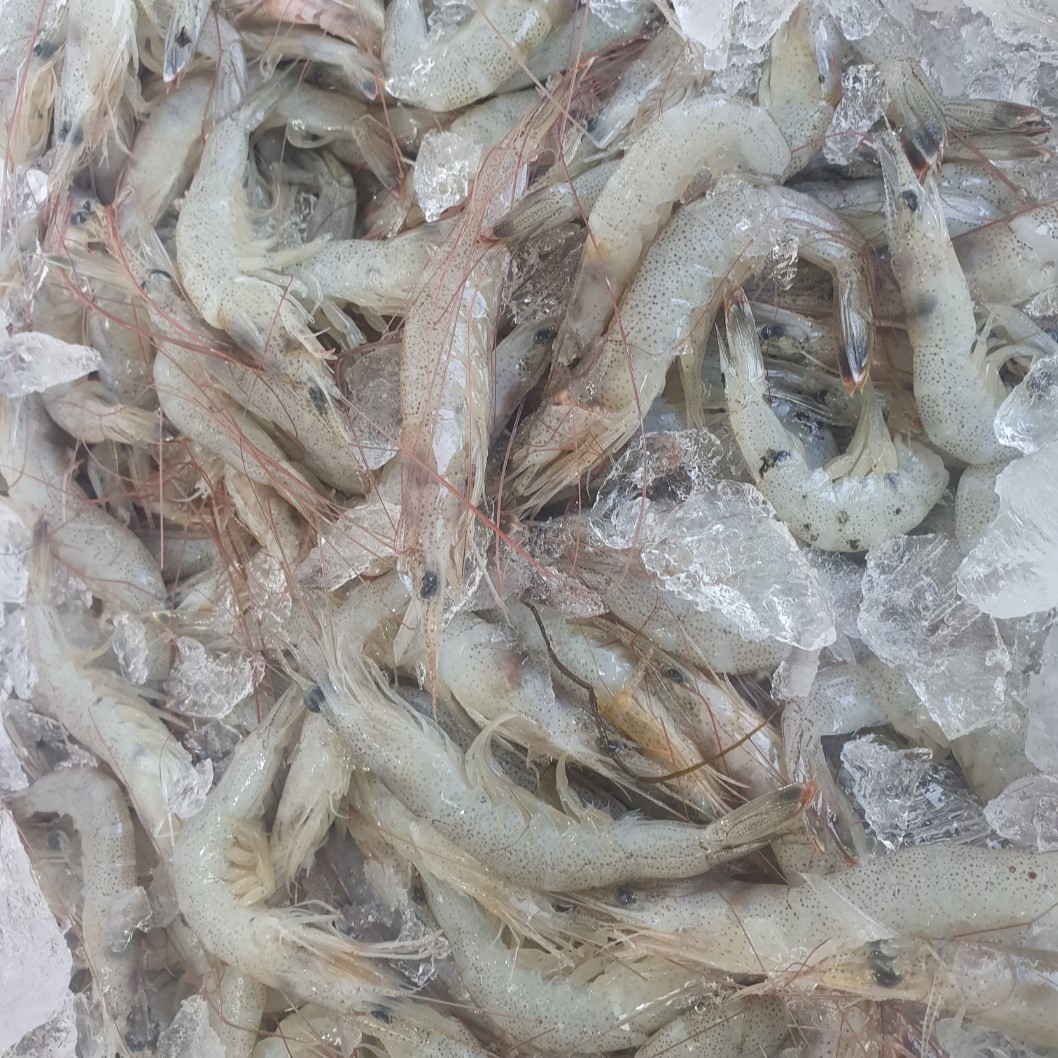 당일 급냉한 신선한 중하새우 1kg 110미 내외 대표이미지 섬네일