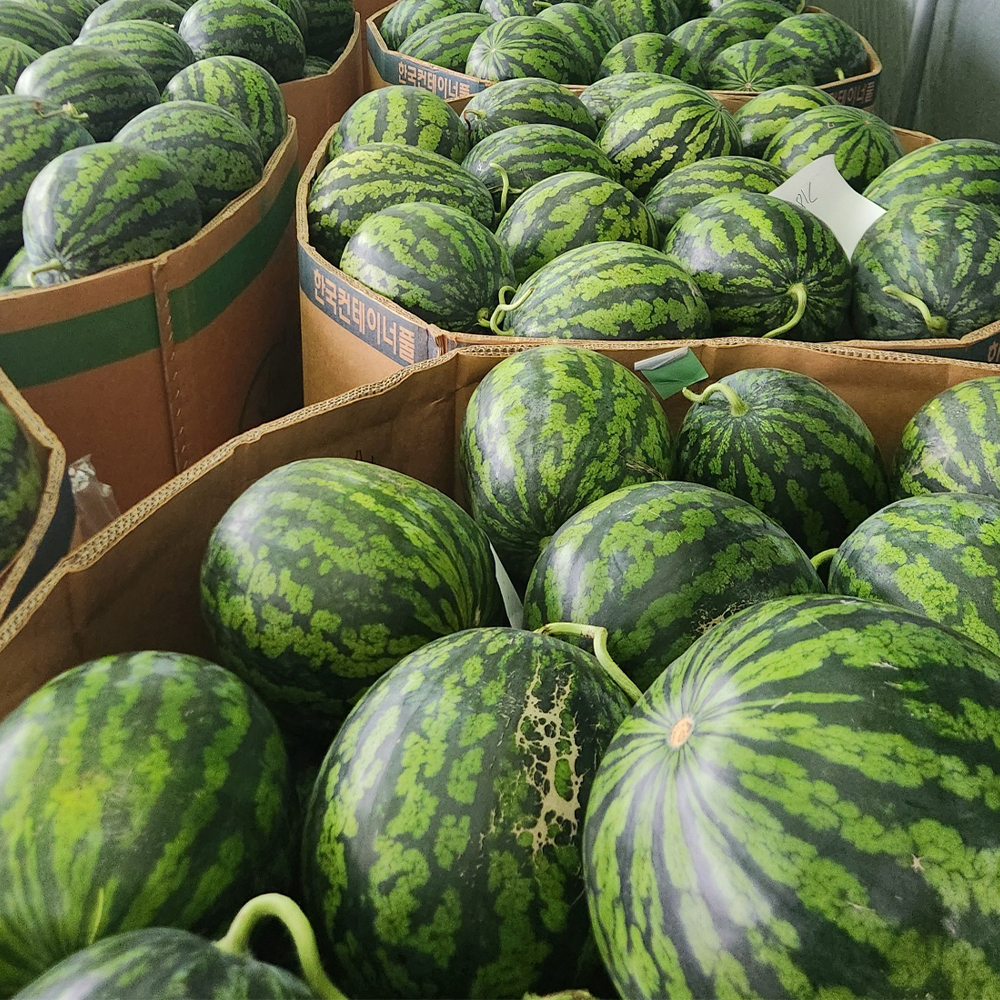 가정용 고당도 하우스 꿀 수박 3kg~7kg 내외
