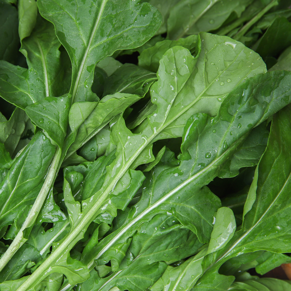 와일드 루꼴라 500g 1kg