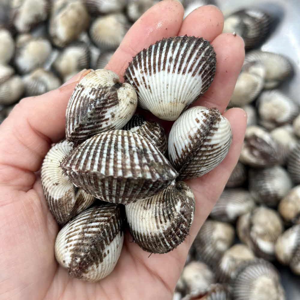 꼬막 벌교꼬막 제철 벌교 새꼬막 2kg 3kg 5kg