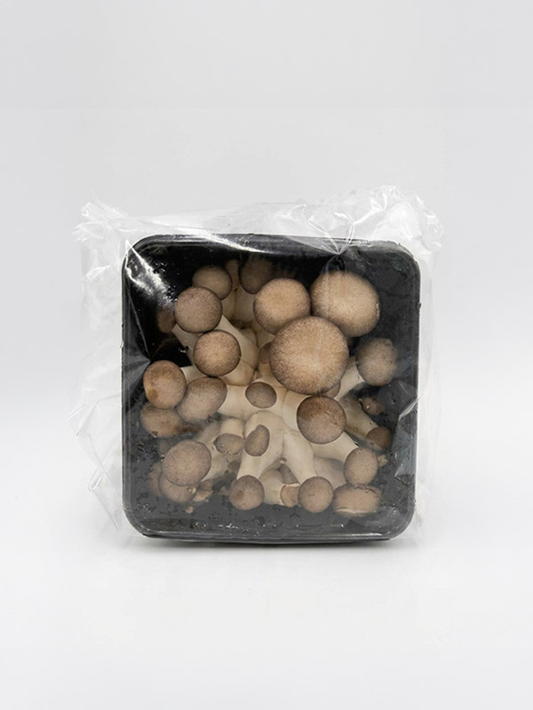 무농약 블랙머쉬버섯(160g)