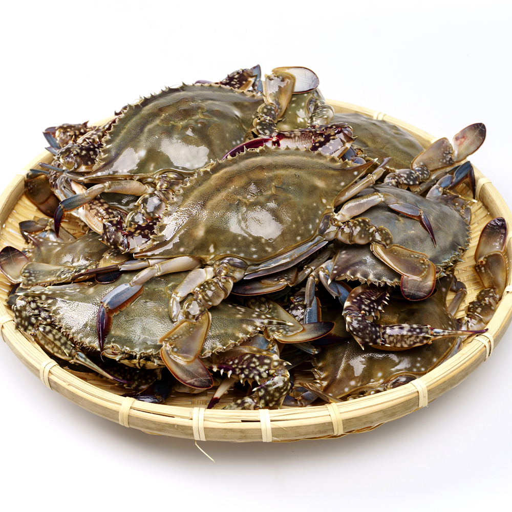 서해안 알배기 국내산 활 암꽃게 1kg (3-5미)