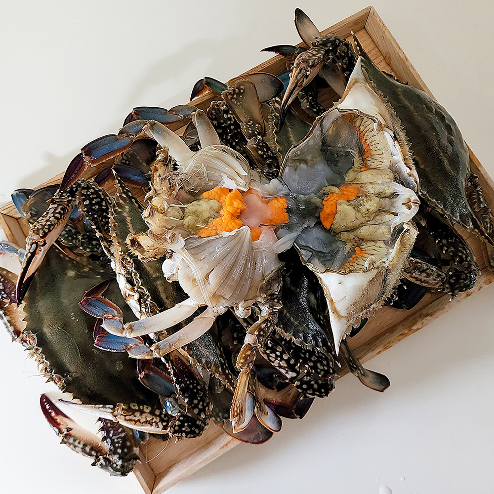 서해안 알배기 국내산 활 암꽃게 1kg (3-5미)
