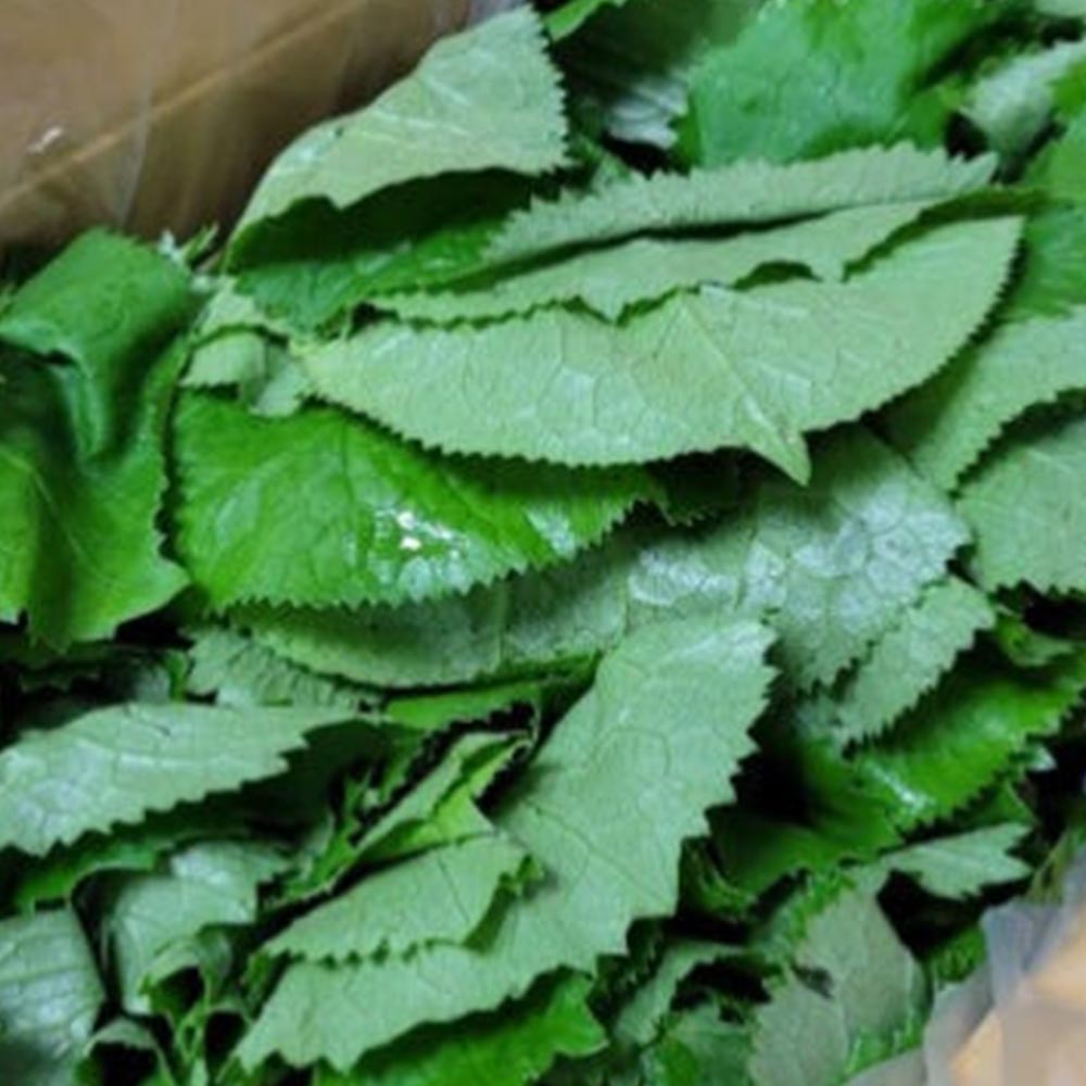 국내산 곰달비 곰취나물 200g-1kg 대표이미지 섬네일