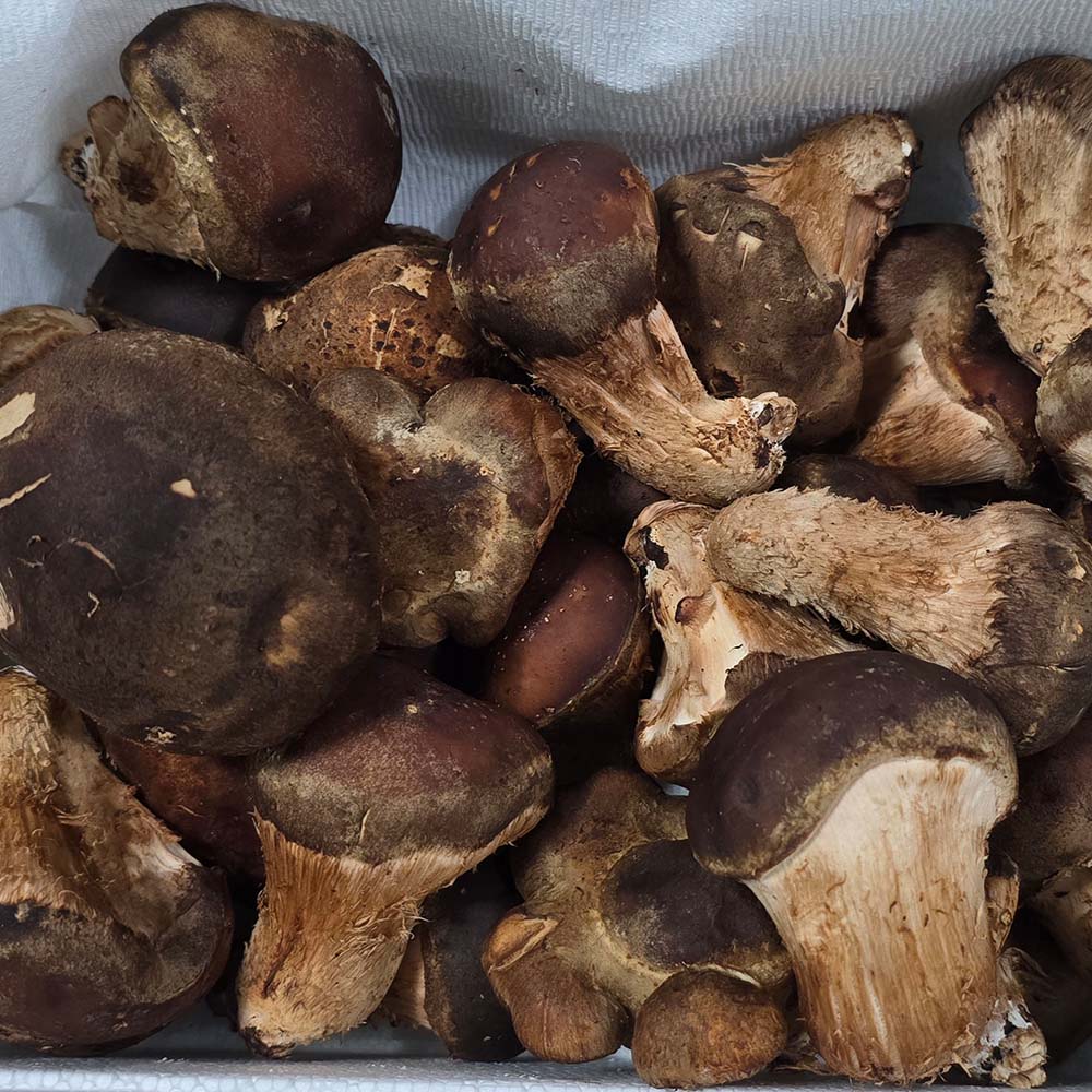 국내산 가정용 참송이 버섯 500g 1kg