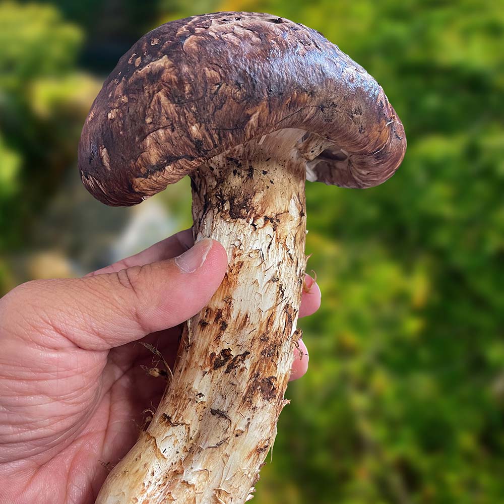 국내산 가정용 참송이 버섯 500g 1kg 대표이미지 섬네일