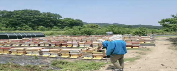 [꿀단지]벌꿀농장 가정 실속형 프리미엄 튜브1kgx1개