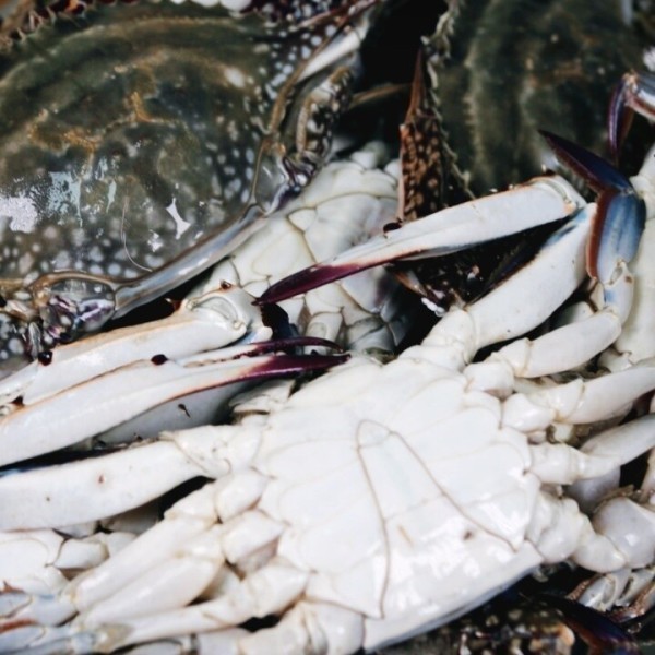 국내 서해산 제철 활 숫꽃게 1kg