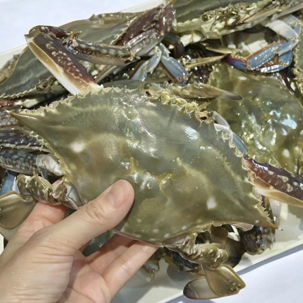 국내 서해산 제철 활 숫꽃게 1kg