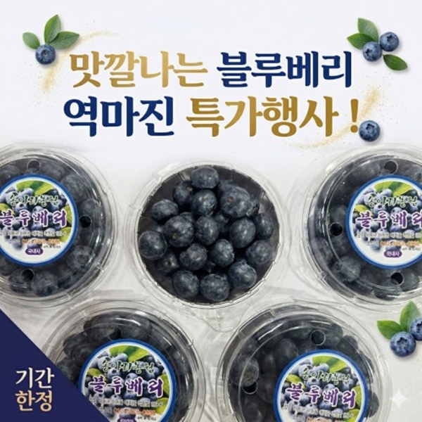 블루베리(14mm-16mm 중-대과사이즈) 100g 1-10팩