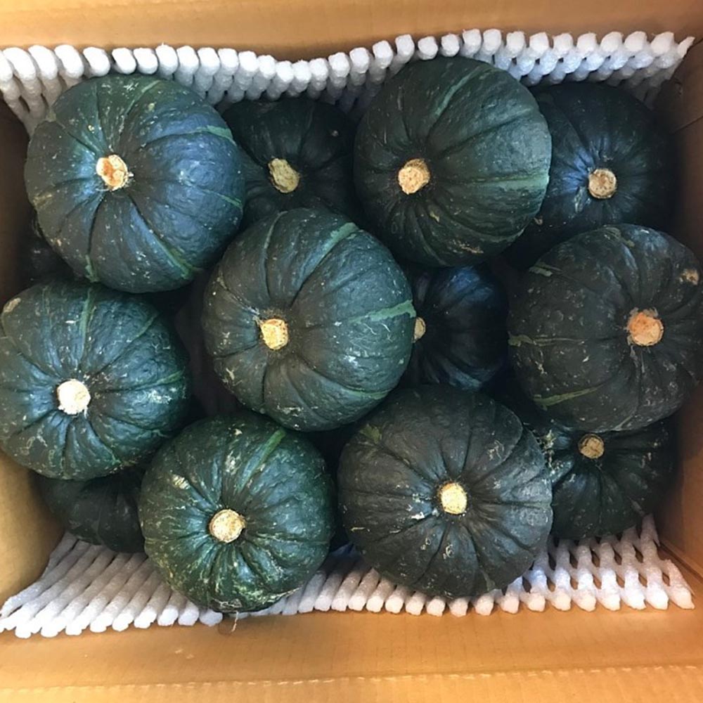 국내산 보우짱 미니 밤호박 혼합과  1-5kg