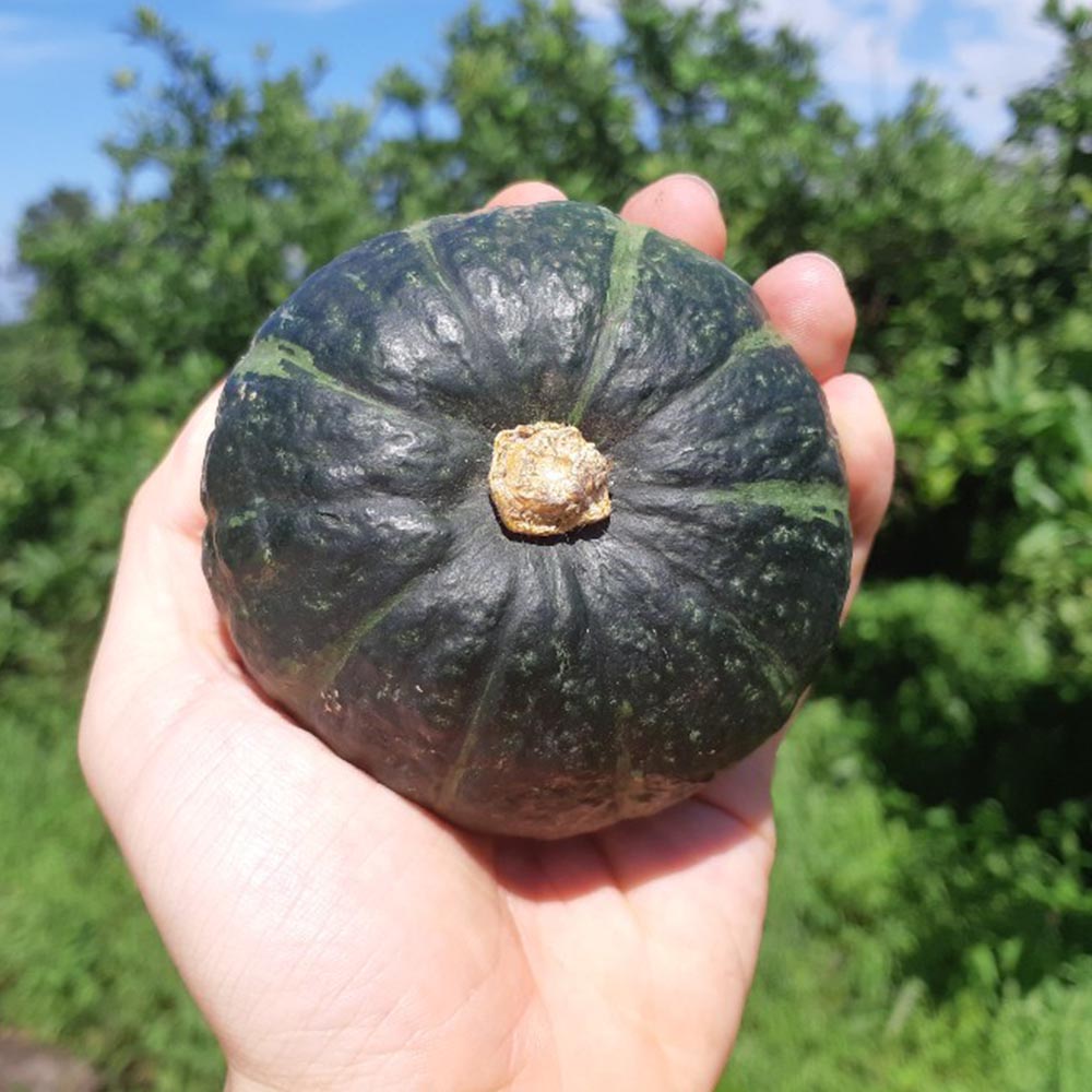 국내산 보우짱 미니 밤호박 혼합과  1-5kg
