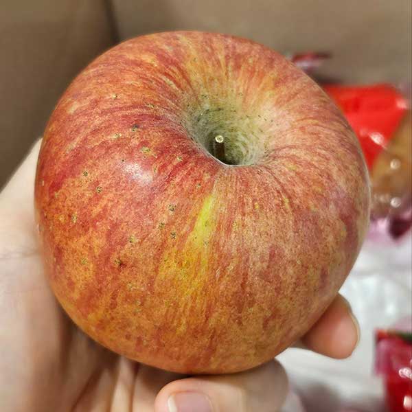 애플랩 경북 세척사과  중소과 2kg 10과내외
